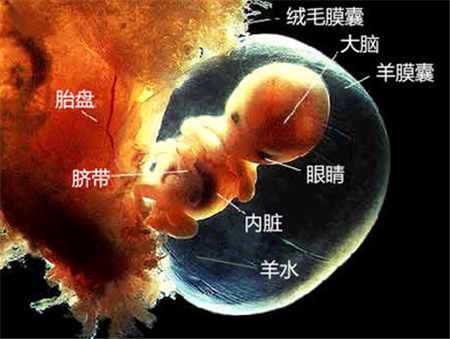 北京代孕多久b超可以测出胎心胎芽，北京代孕多